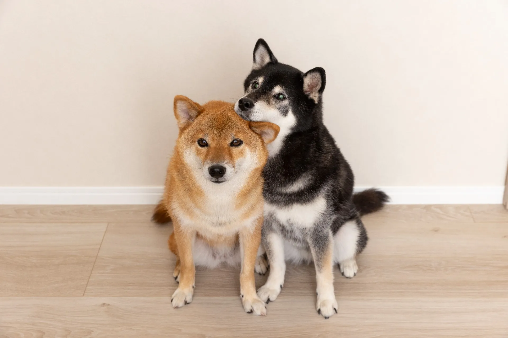 堺市でペットと暮らす！注文住宅で叶える理想の住まい